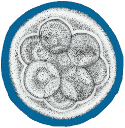 picture of multiplying cells