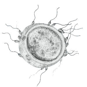 picture of conception